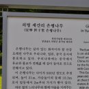의령 세간리 은행나무 이미지