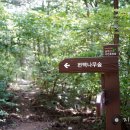 편백나무숲 이미지