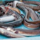 장어의힘 이미지