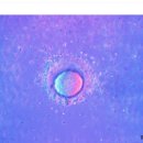 난자 - 생식세포 이미지