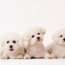 강아지공간 이미지