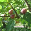 무화과나무 이미지