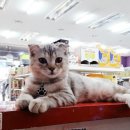 힐링펫샵 이미지