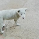 들레마켓 이미지