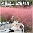 왕송못서길 | 서울근교 애견동반 당일치기 의왕 왕송호수공원 핑크뮬리 실시간 강아지랑