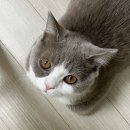 고양이천국 이미지