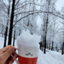 우와~ 하얀 눈꽃 피어있는 메타세콰이어 나무 아래에서 눈으로 만든 아이스커피 한 잔 하실래요~☕️☕️☕️💛💛💛❄️❄️❄️ 이미지