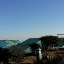 팔레드시즈 이미지