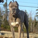 아디오스 이미지