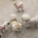 일산애견호텔 애견유치원 맘바이 일산점 이미지