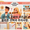 도그짱 | 강아지 분양의 모든 것, 올바른 선택과 주의사항