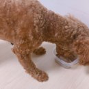 애견종합병원 이미지