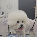 빠몽(PAWMONG) 네이버블로그