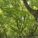 제113차정기산행 금정산(부산) 이미지