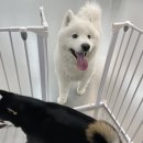 마이댕댕스쿨 이미지