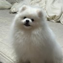 메모리멍 네이버블로그