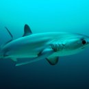 상어피시방 이미지