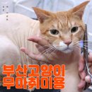 펫미장원 공감 이미지