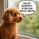 백만약국 | 강아지 심장사상충 약 종류·가격·복용법 총정리｜초코가 먹는 넥스가드 스펙트라 후기