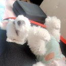 강아지옷쇼핑몰 <b>코코</b><b>시앙</b> 곰돌이 크롭티