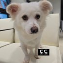 도도 Daum카페