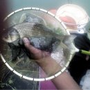 솔나루펜션 이미지