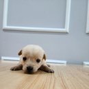 옥천동물병원 이미지