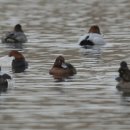 오리천국 이미지