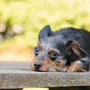 참 동물병원 이미지