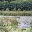 매운탕거리 이미지