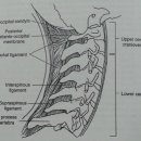 Cervical region 이미지