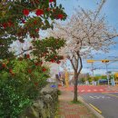 제주블루스 이미지