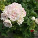 순이농장 이미지