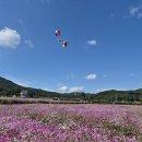 하동 북천 코스모스 메밀꽃 축제 이미지