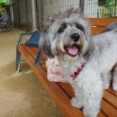 더사랑할개 이미지