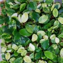 행복수족관 이미지