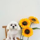 송댕송댕 이미지