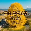신흥로 은행나무테마거리 | 원주 반계리 은행나무 단풍길 절정 시기 완벽 가이드 (주차, CCTV 정보)
