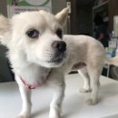 트레벨동물병원 이미지