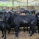 아벨농장 이미지