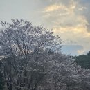 동명길 | 육십령펜션&amp;캠핑 🏕 벚꽃과 함께한 감성숙소 후기 (전북 장수 펜션 추천)