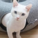 고양이집 이미지
