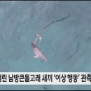 [제주MBC뉴스] 폐그물 걸린 남방큰돌고래 새끼 &#39;이상 행동&#39; 관측 이미지