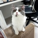 누리까까 이미지