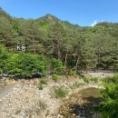 계곡과소나무 캠핑장 이미지