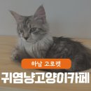 고로캣 고양이카페 | 하남 미사 고로캣 (GOROCAT) 고양이 카페 아이들과 함께 가볼만 한 하남스타필드 근처 냥카페