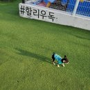 할리우독 | 서울근교 의정부 애견카페 할리우독 인조잔디 운동장 좋아요!