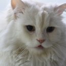 디오 동물병원 이미지