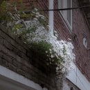 보라애견미용실 | 2025 일기 : 1020-1026