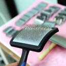 복이애견샵 이미지